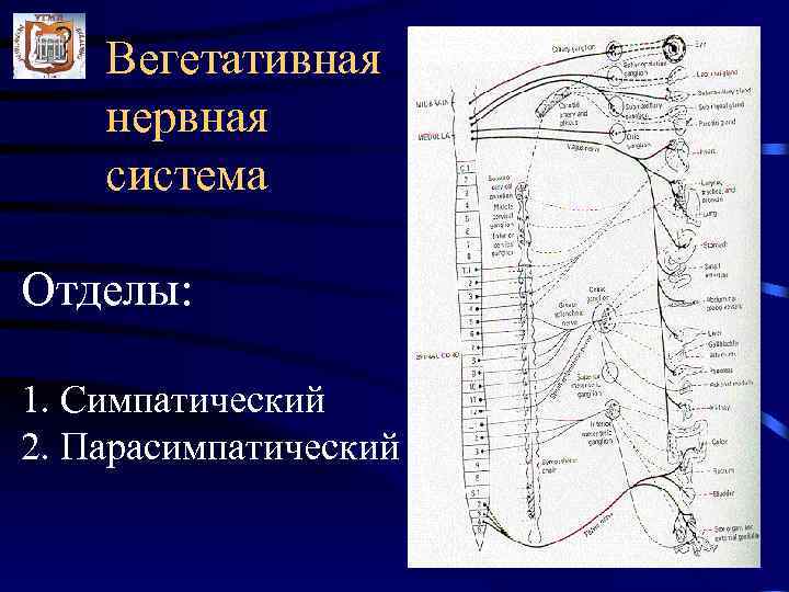   Вегетативная нервная система Отделы:  1. Симпатический 2. Парасимпатический 