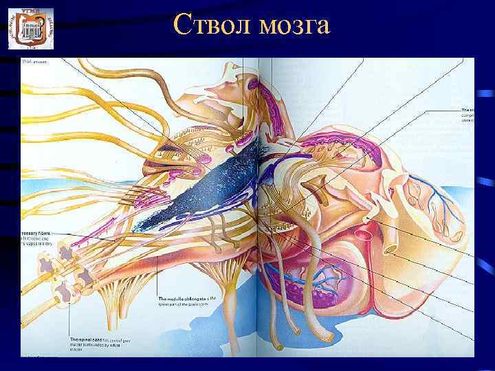 Ствол мозга 
