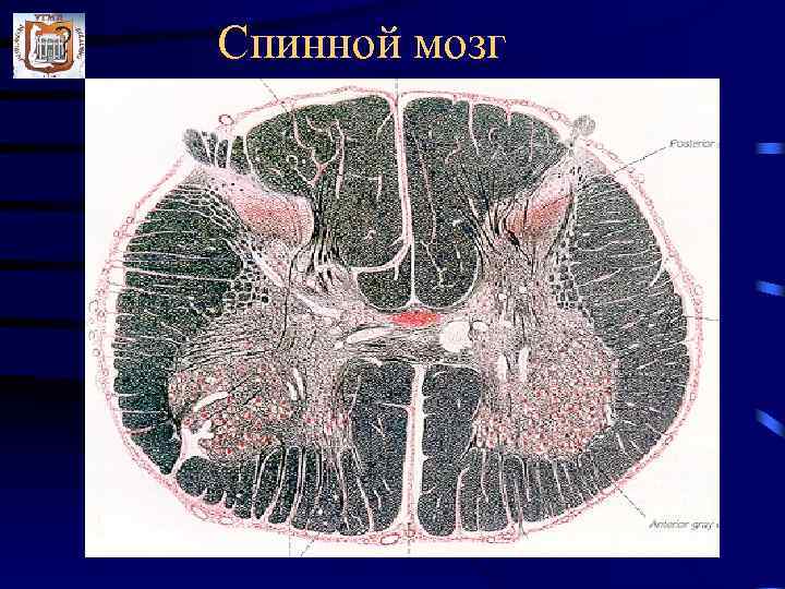 Спинной мозг 