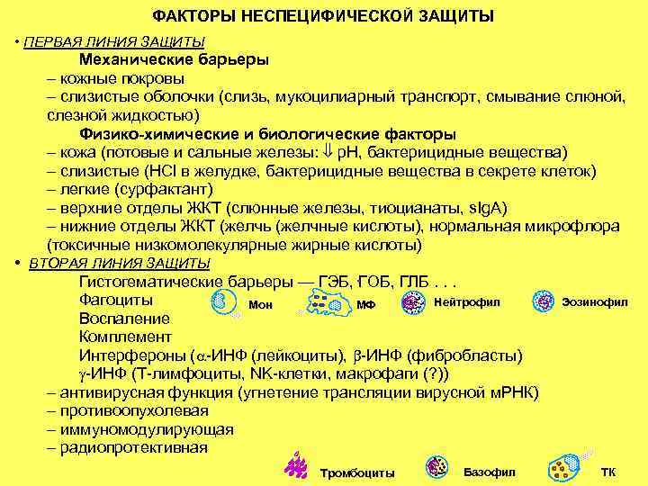 ФАКТОРЫ НЕСПЕЦИФИЧЕСКОЙ ЗАЩИТЫ • ПЕРВАЯ ЛИНИЯ ЗАЩИТЫ Механические барьеры ФАКТОРЫ НЕСПЕЦИФИЧЕСКОЙ ЗАЩИТЫ • ПЕРВАЯ ЛИНИЯ ЗАЩИТЫ Механические барьеры