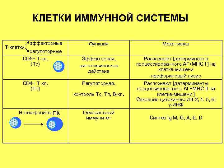 КЛЕТКИ ИММУННОЙ СИСТЕМЫ эффекторные Функция КЛЕТКИ ИММУННОЙ СИСТЕМЫ эффекторные Функция