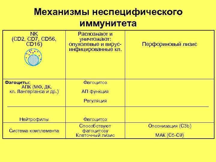 Механизмы неспецифического иммунитета NK Механизмы неспецифического иммунитета NK