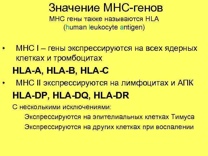 Значение MHC-генов MHC гены также называются HLA Значение MHC-генов MHC гены также называются HLA