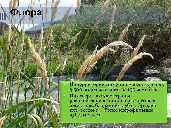 Флора    На территории Армении известно около  3 500 видов растений