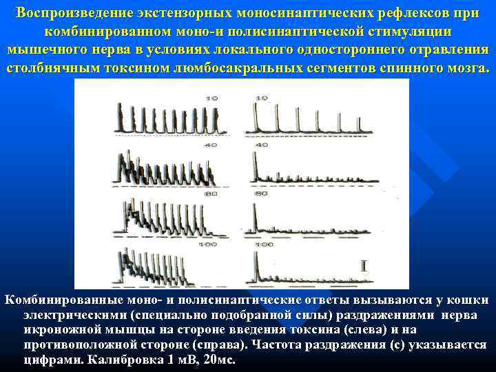  Воспроизведение экстензорных моносинаптических рефлексов при комбинированном моно-и полисинаптической стимуляции мышечного нерва в условиях