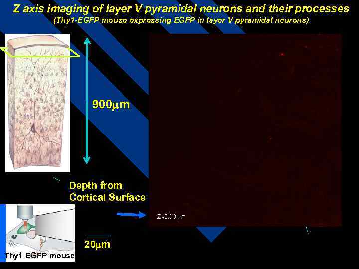  Z axis imaging of layer V pyramidal neurons and their processes  (Thy