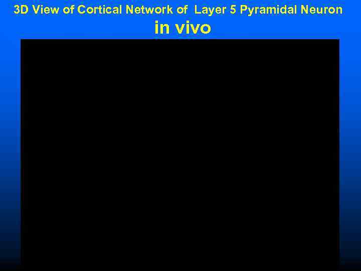 3 D View of Cortical Network of Layer 5 Pyramidal Neuron   