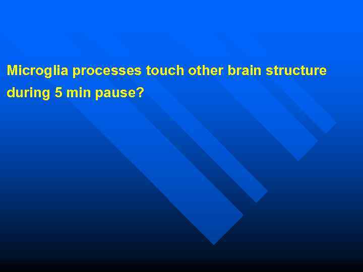 Microglia processes touch other brain structure during 5 min pause? 