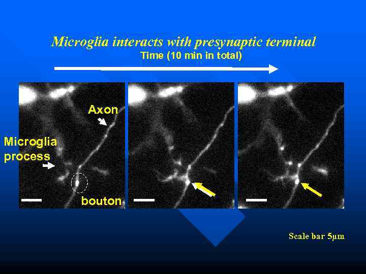   Microglia interacts with presynaptic terminal    Time (10 min in