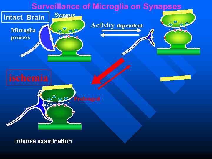    Surveillance of Microglia on Synapses   Synapse Intact Brain 