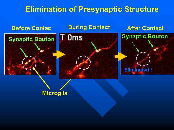  --- Elimination of Presynaptic Structure  Before Contact  During Contact  After
