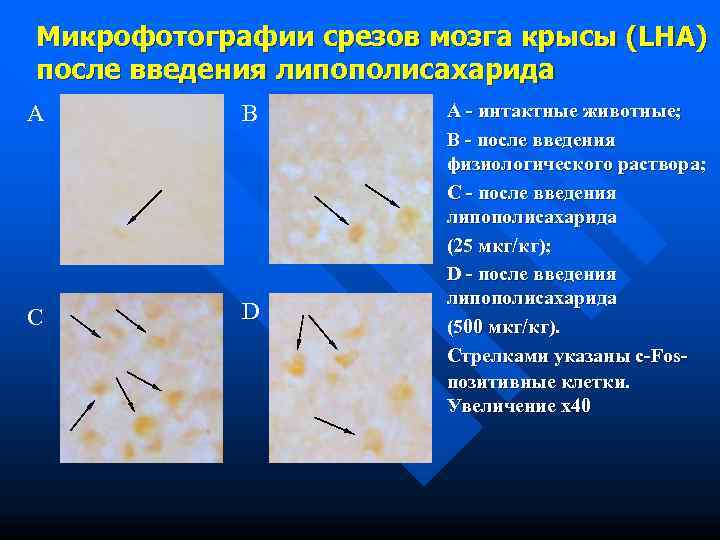 Микрофотографии срезов мозга крысы (LHA) после введения липополисахарида A  B  A -