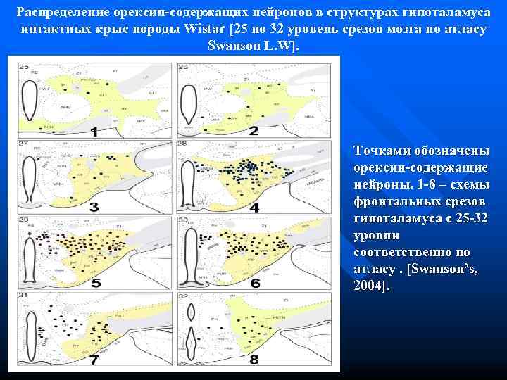 Распределение орексин-содержащих нейронов в структурах гипоталамуса интактных крыс породы Wistar [25 по 32 уровень