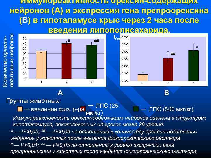    Иммунореактивность орексин-содержащих  нейронов (A) и экспрессия гена препроорексина  