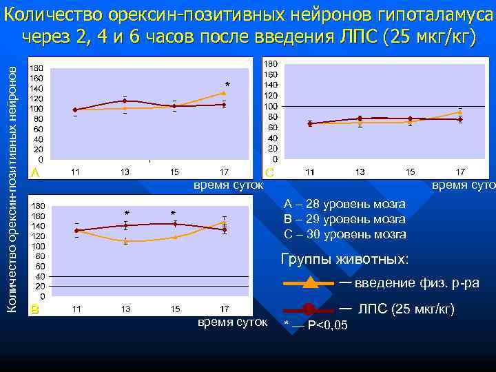 Количество орексин-позитивных нейронов гипоталамуса  через 2, 4 и 6 часов после введения ЛПС