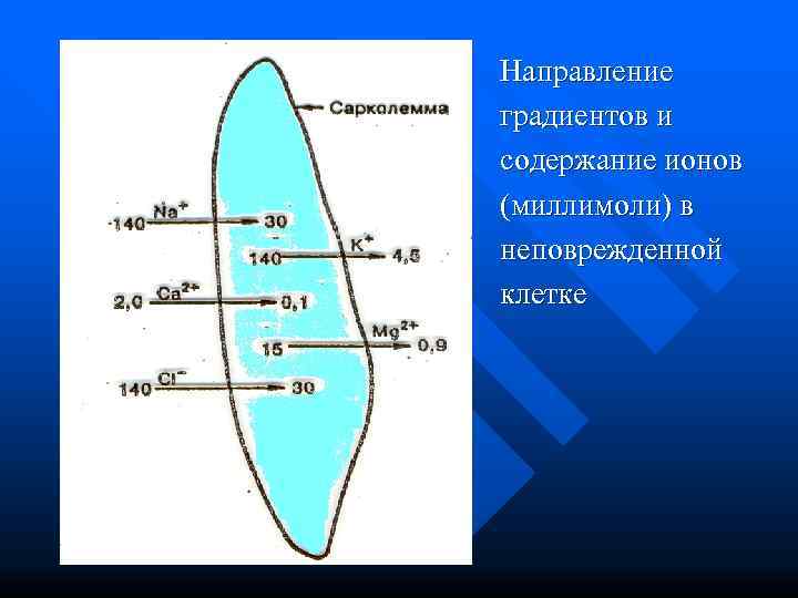 Направление градиентов и содержание ионов (миллимоли) в неповрежденной клетке 