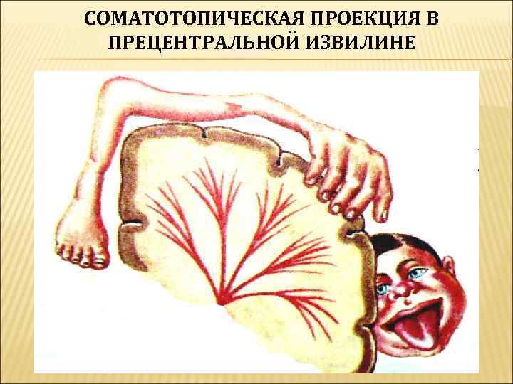 СОМАТОТОПИЧЕСКАЯ ПРОЕКЦИЯ В  ПРЕЦЕНТРАЛЬНОЙ ИЗВИЛИНЕ 