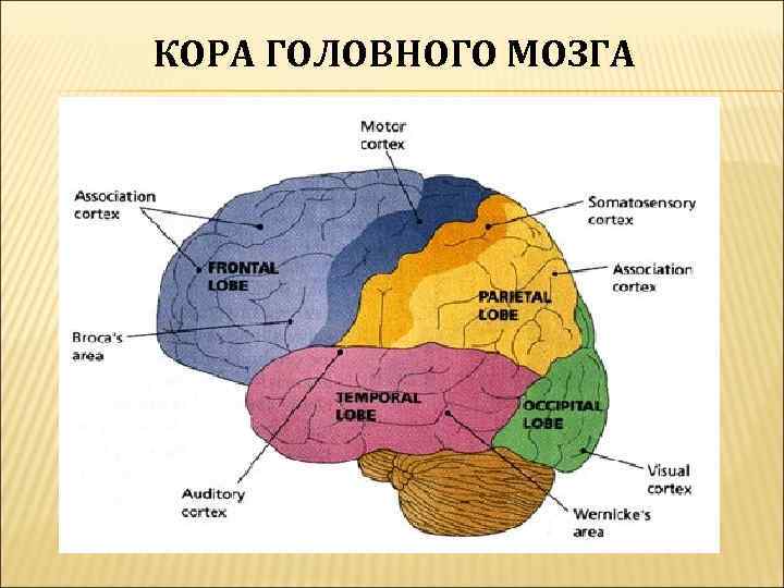 Кора головного мозга фото