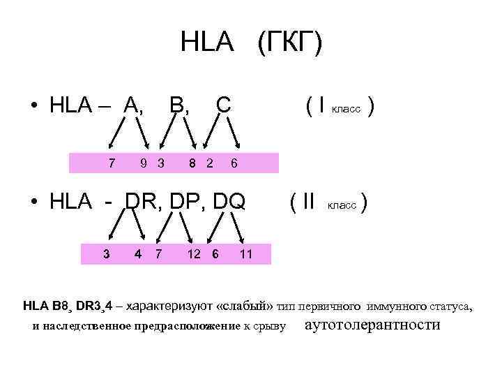      HLA (ГКГ)  • HLA – A,  
