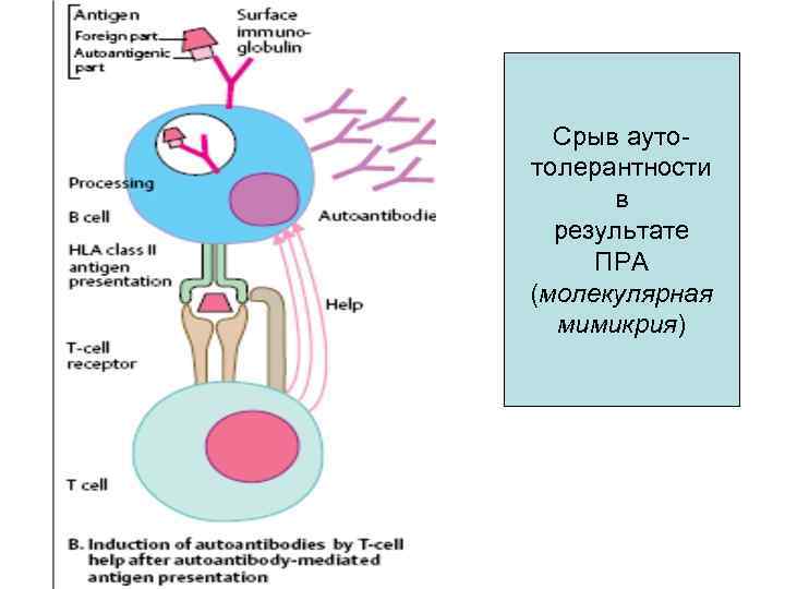  Срыв ауто- толерантности  в  результате ПРА (молекулярная  мимикрия) 