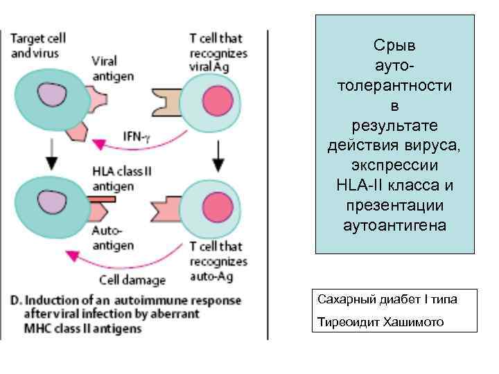   Срыв  ауто-  толерантности   в результате действия вируса, экспрессии