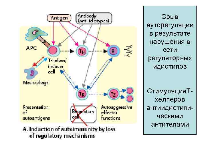  Срыв ауторегуляции в результате нарушения в сети регуляторных  идиотипов  Стимуляция. Т-