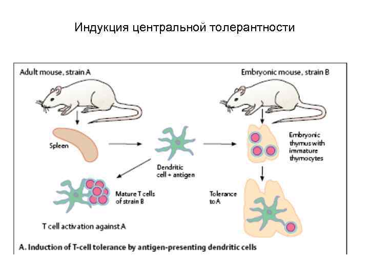Индукция центральной толерантности 