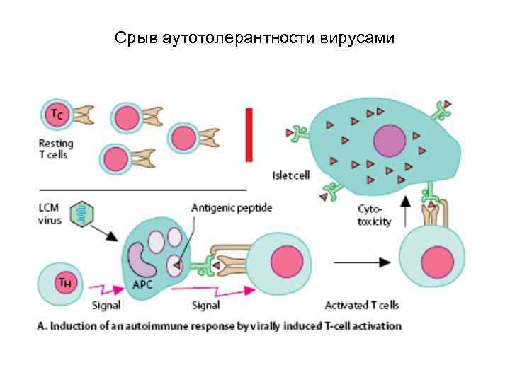 Срыв аутотолерантности вирусами 