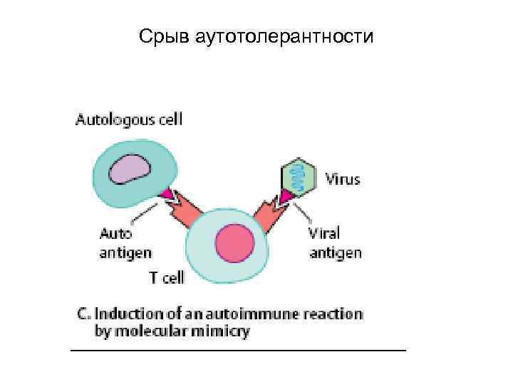 Срыв аутотолерантности 