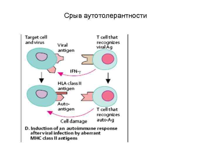 Срыв аутотолерантности 