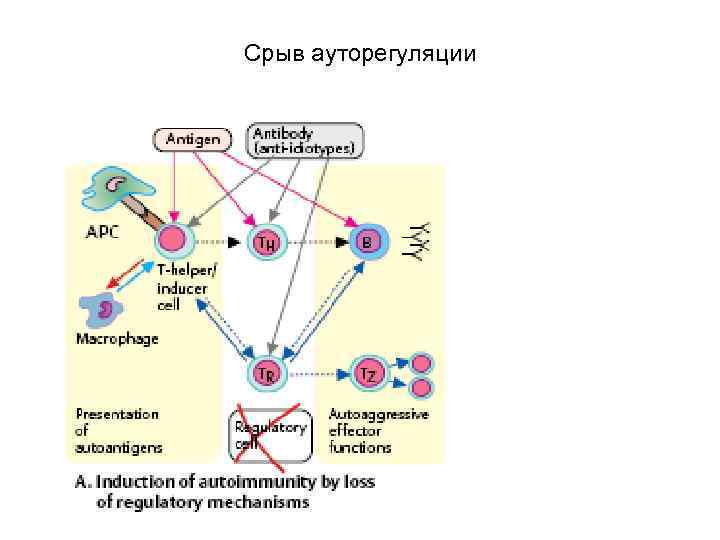 Срыв ауторегуляции 