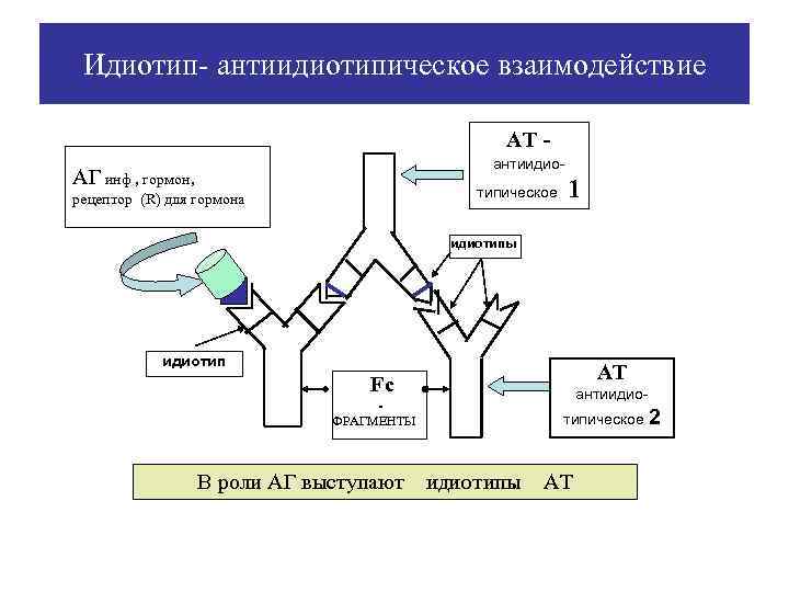  Идиотип- антиидиотипическое взаимодействие     АТ -    