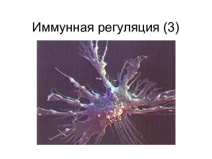 Иммунная регуляция (3) 