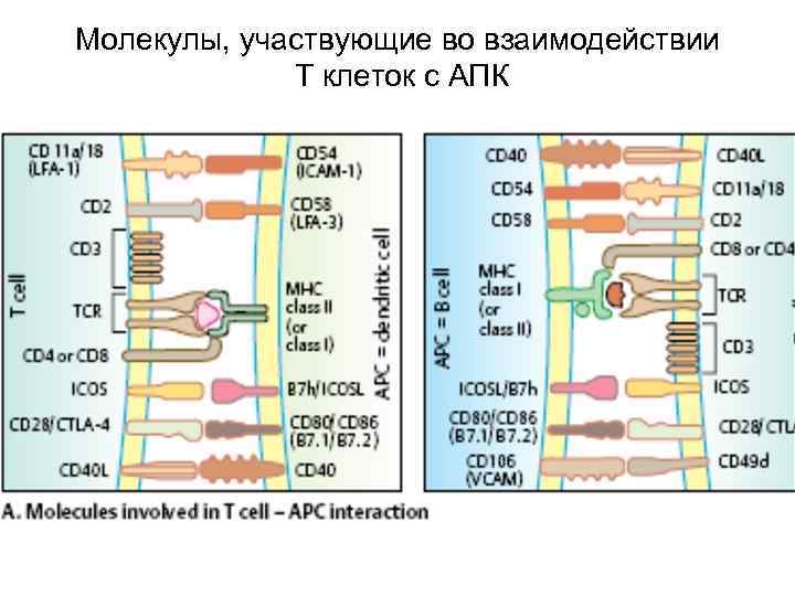 Молекулы, участвующие во взаимодействии   Т клеток с АПК 