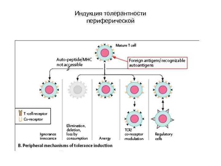 Индукция толерантности  периферической 
