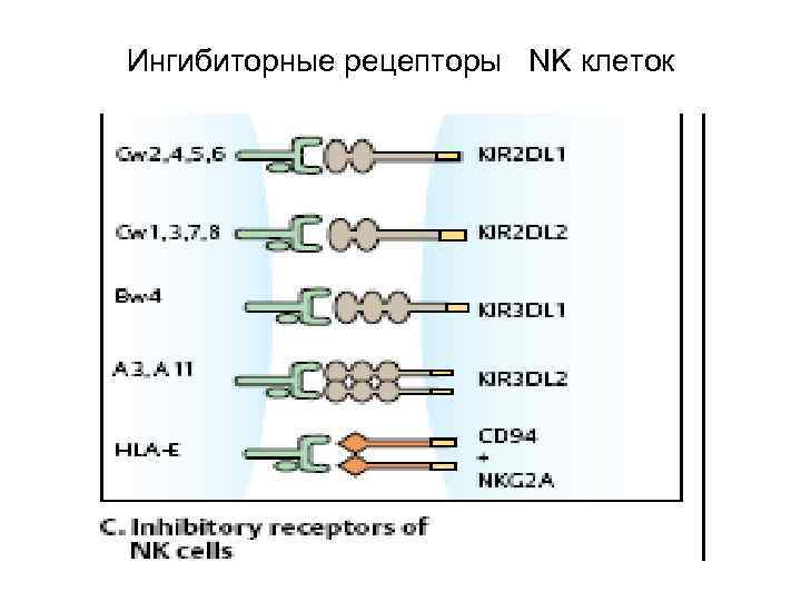 Ингибиторные рецепторы NK клеток 