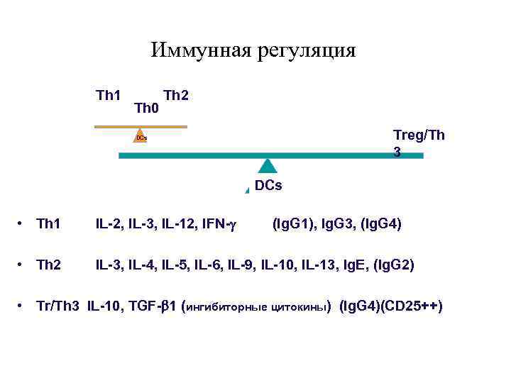     Иммунная регуляция  Th 1   Th 2 