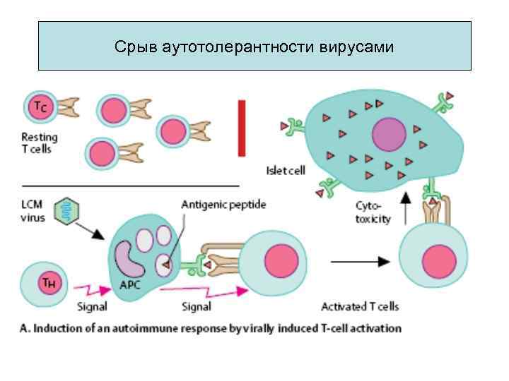 Срыв аутотолерантности вирусами 