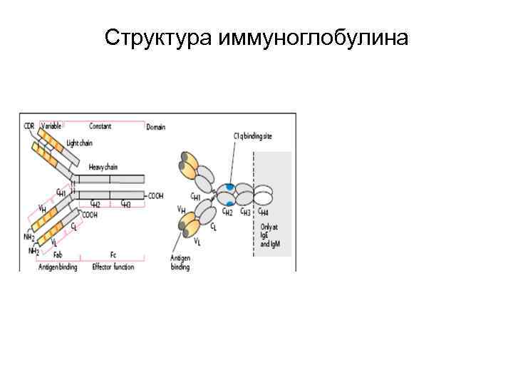 Структура иммуноглобулина 