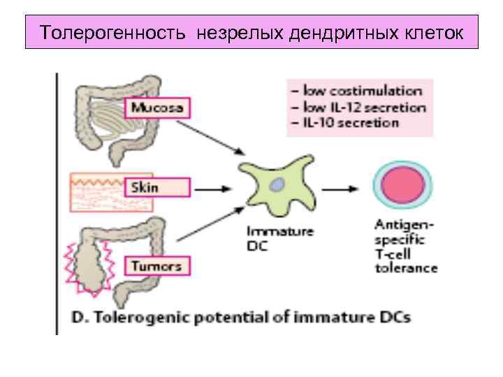 Толерогенность незрелых дендритных клеток 