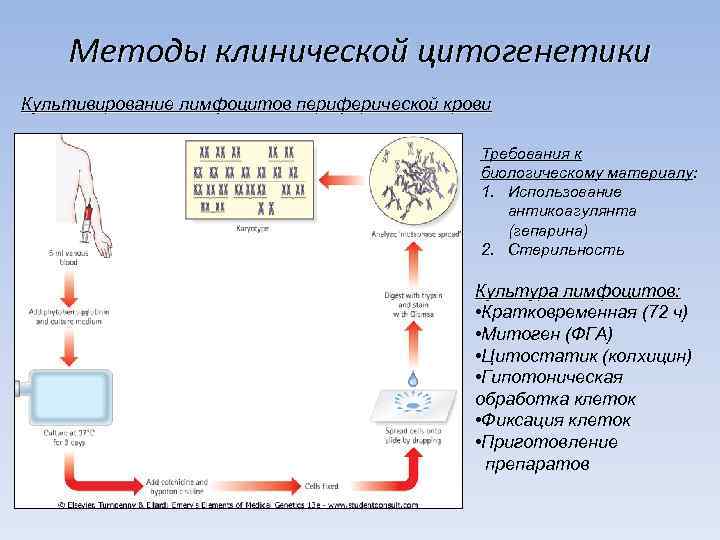   Методы клинической цитогенетики Культивирование лимфоцитов периферической крови    Требования к