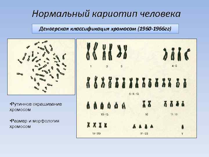 Цитогенетика человека презентация