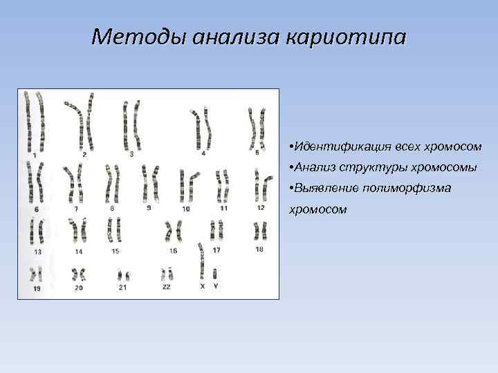 Анализ на кариотип. Методы идентификации хромосом. Кариотип метод. Методы исследования кариотипа.