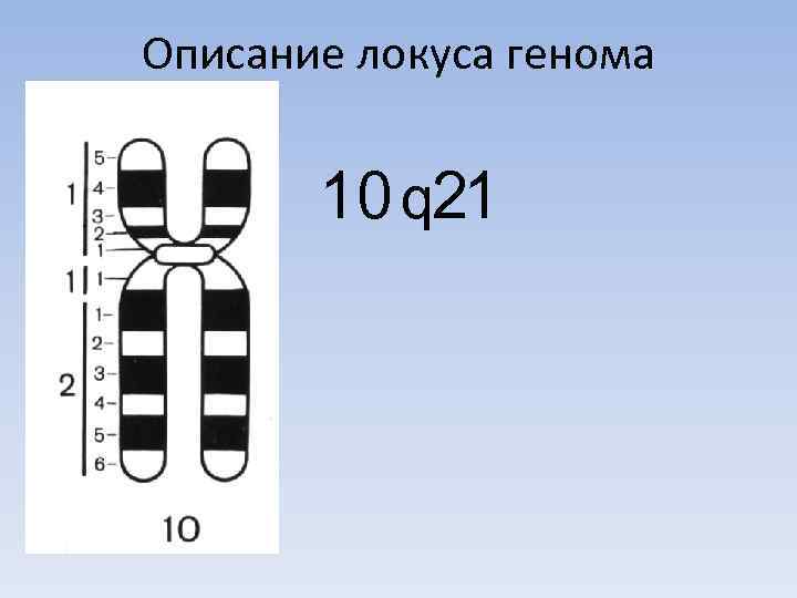 Сайт локуса. Локус генома. Что такое Локус Гена обозначение. Локусы хромосом. Локус 21.
