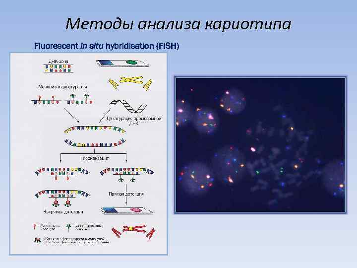 Молекулярный анализ. Основные этапы реакции флуоресцентной in situ гибридизации Fish. Этапы реакции флюоресценции in situ гибридизации. Основные этапы реакции флуоресцентной in situ гибридизации Fish схема. Флуоресцентная гибридизация in situ Fish основные этапы.
