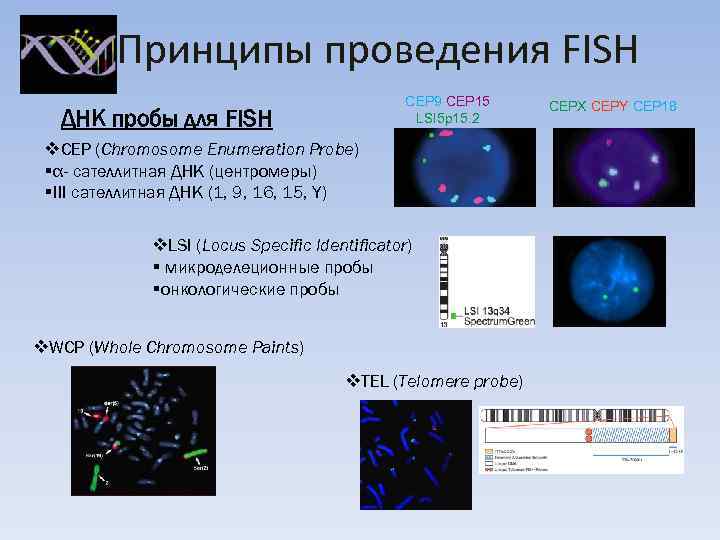    Принципы проведения FISH     CEP 9 CEP 15