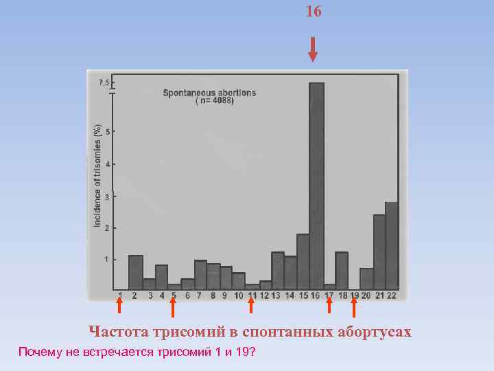        16    Частота трисомий в