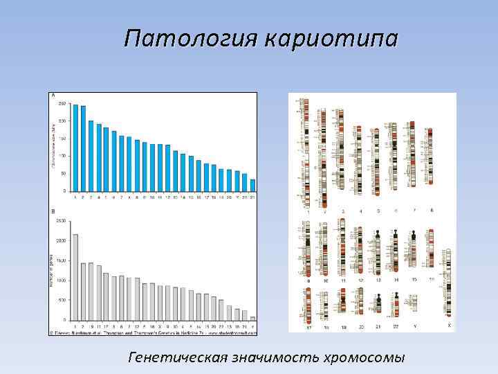 Патология кариотипа Генетическая значимость хромосомы 