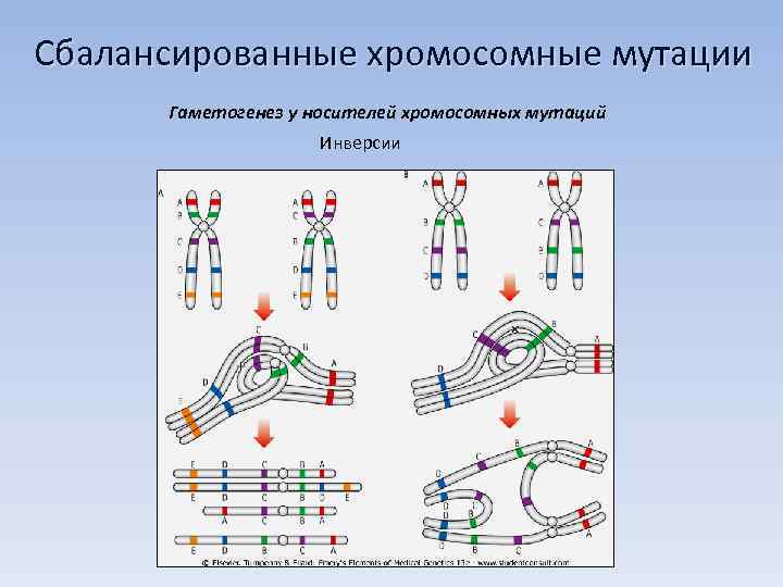 Сопоставьте рисунки и названия хромосомных мутаций