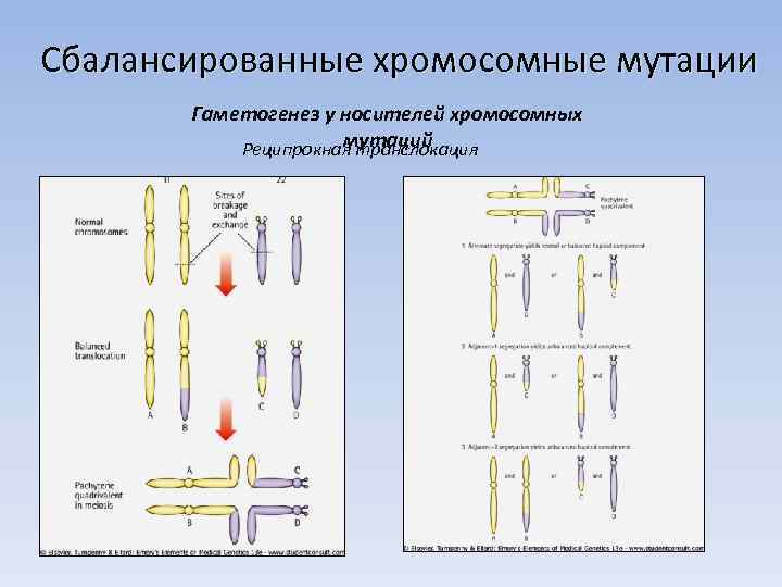 Сопоставьте рисунки и названия хромосомных мутаций